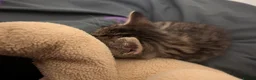 Abyssinian cats for sale: Kitten  in Prestatyn - Advert 4