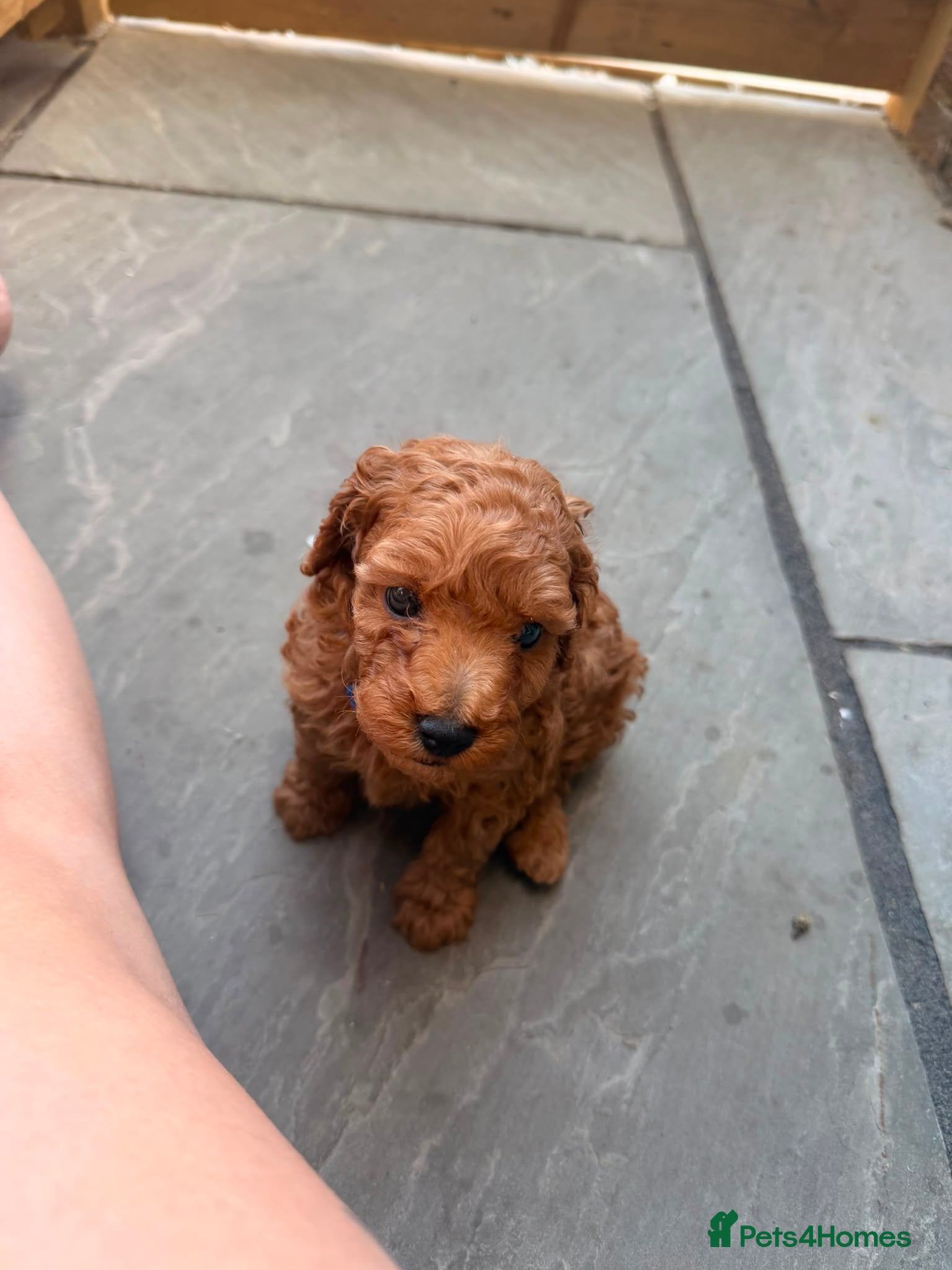 Toy Poodle dogs DNA health clear parents, deep red toy poodles 🥰 - Advert 2