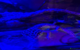 Leopard Gecko reptiles for sale: Diego - Advert 2