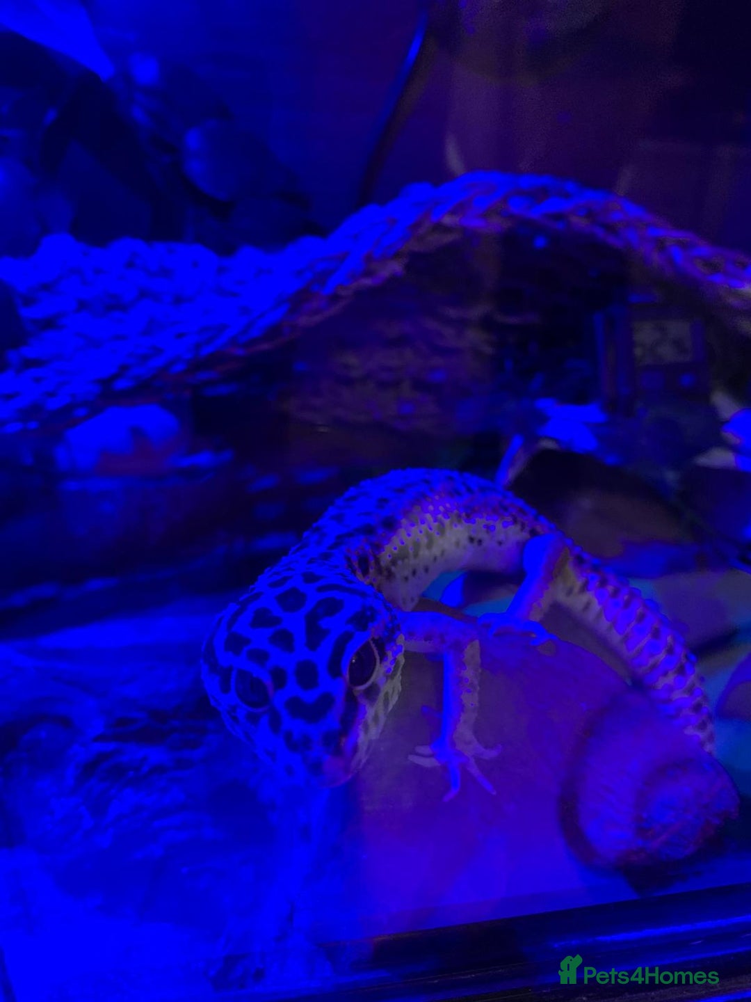 Leopard Gecko reptiles for sale: Diego - Advert 2