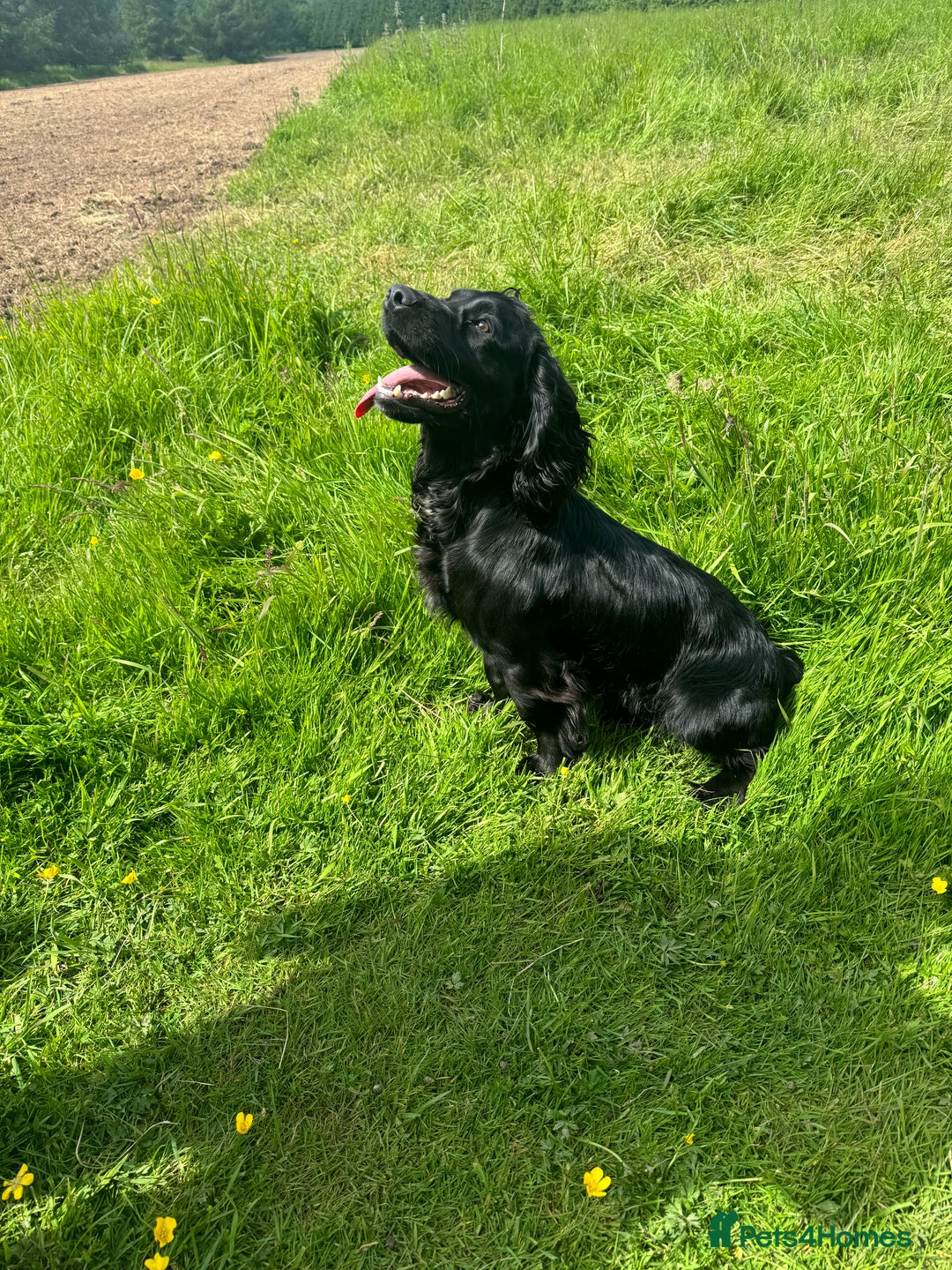Cocker Spaniel dogs for sale: Cocker spaniel - Image 2
