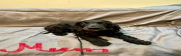Cocker Spaniel dogs for sale: Cocker Spaniel Puppies - Advert 2