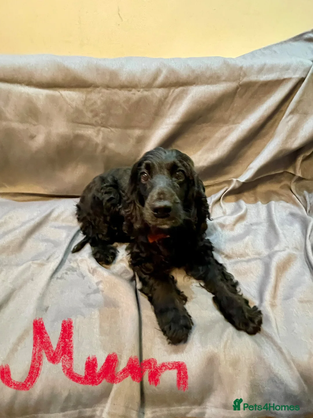 Cocker Spaniel dogs for sale: Cocker Spaniel Puppies - Advert 2