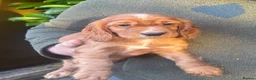 Cocker Spaniel dogs for sale: Beautiful Cocker Spaniel Pups in Iver - Advert 6
