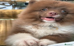 Pomeranian dogs for sale: 6 month old female pomeranian - Image 2