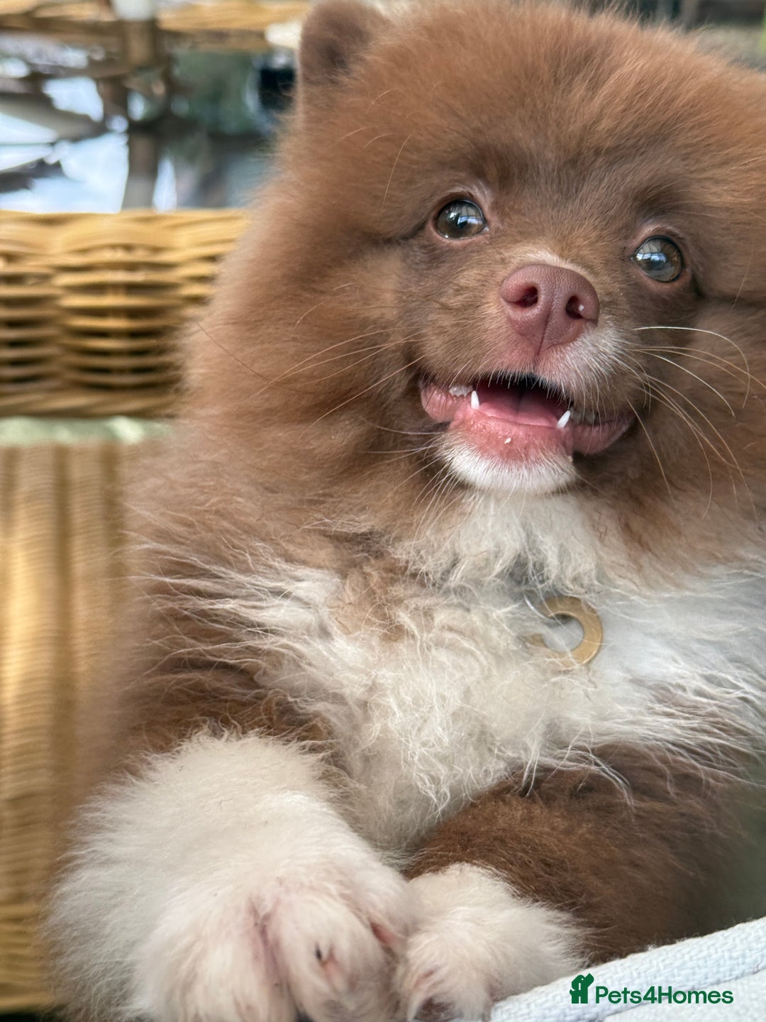 Pomeranian dogs for sale: 6 month old female pomeranian - Image 2