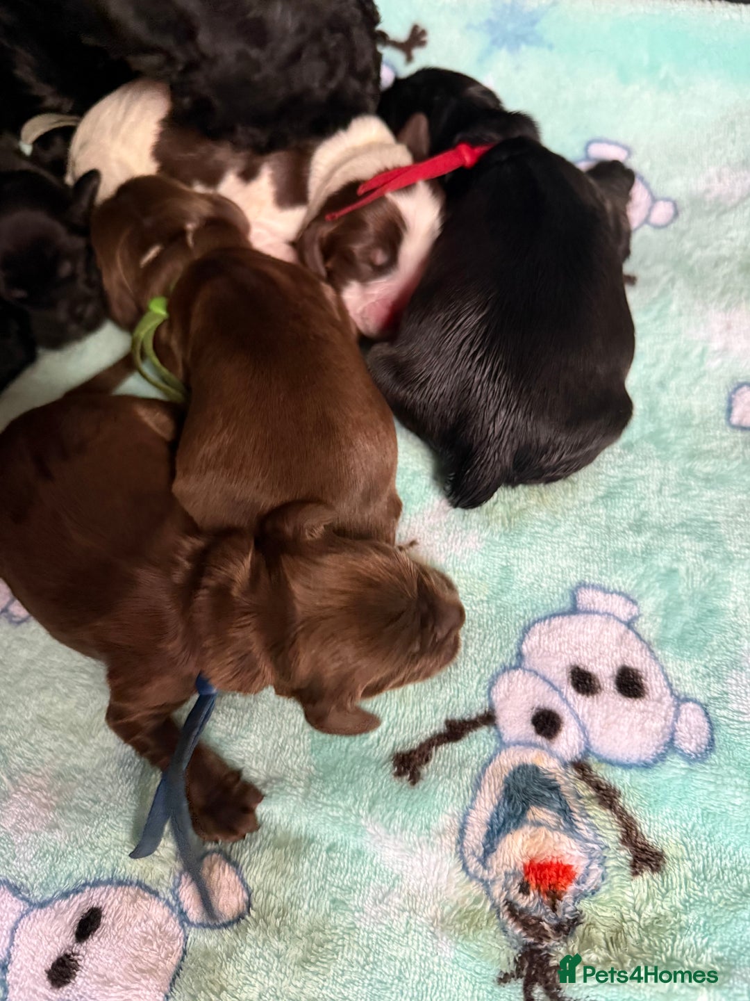 Cocker Spaniel dogs for sale: Show type cocker spaniel pups  - Advert 17