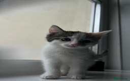 Domestic Shorthair cats for sale: SERIOUS HOMES ONLY - Image 2
