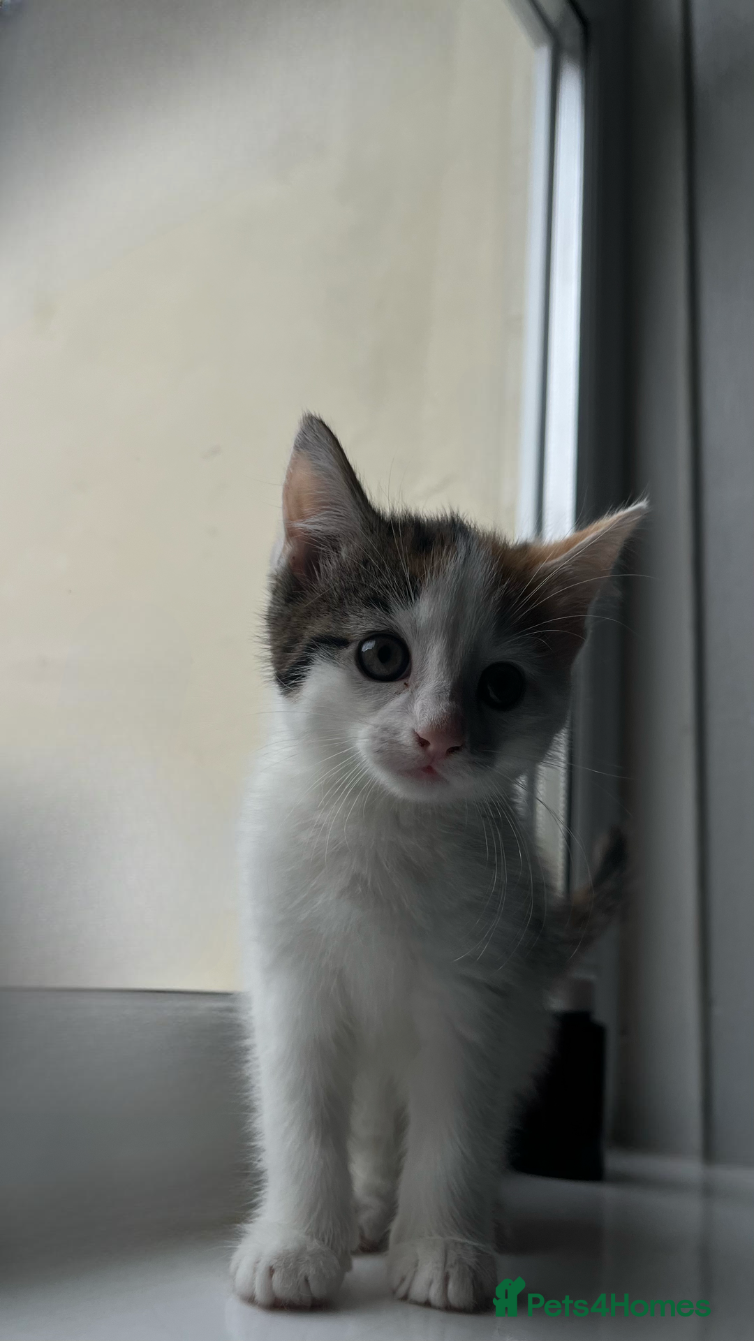 Domestic Shorthair cats for sale: SERIOUS HOMES ONLY - Image 2