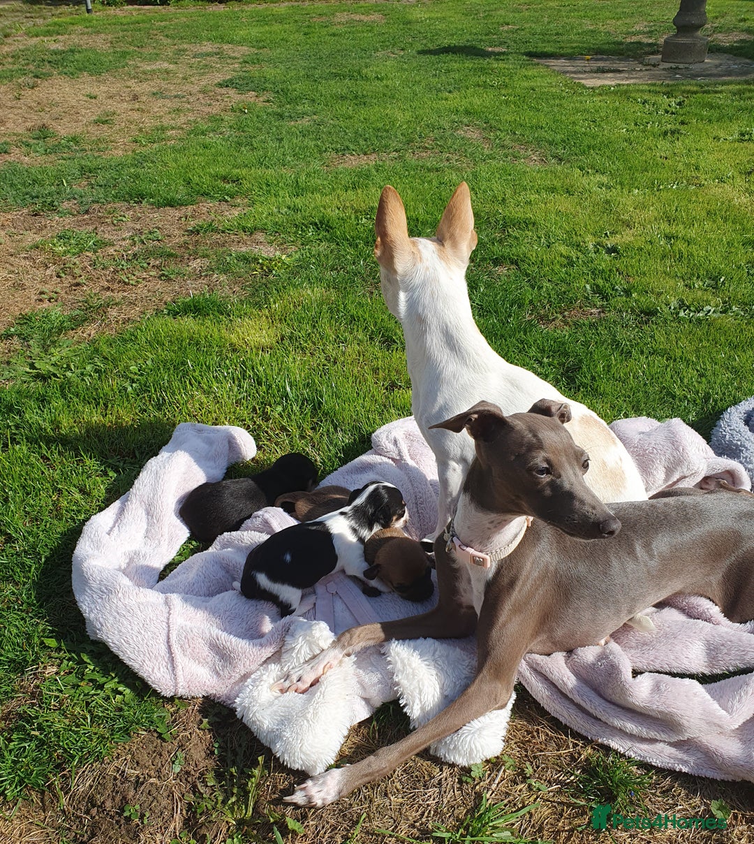 Italian Greyhound dogs for stud: Stud wanted  - Advert 3