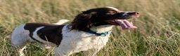 English Springer Spaniel dogs for sale: English springer spaniel  - Advert 9