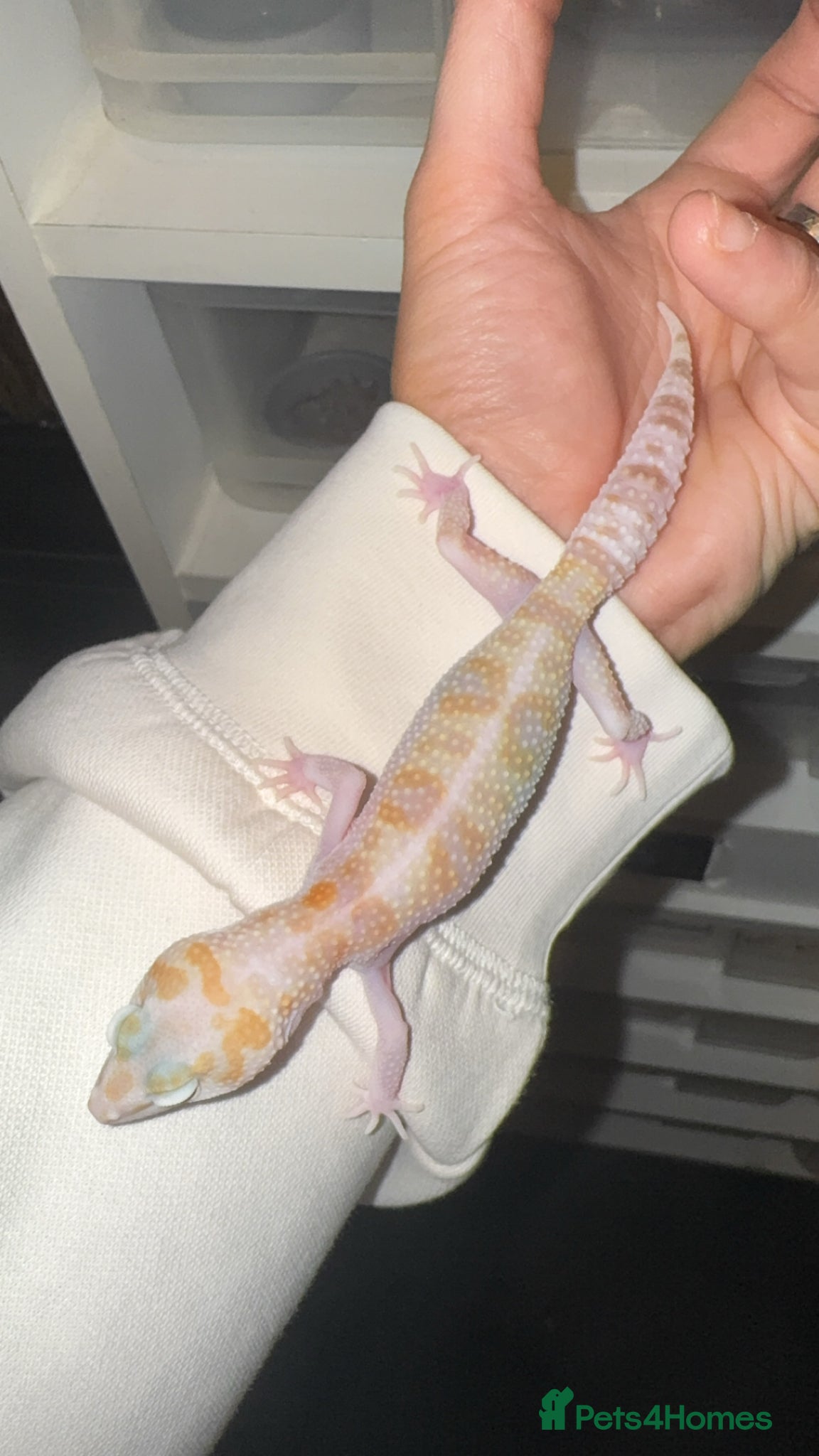 Leopard Gecko reptiles for sale: Female Mack Snow Tangerine Tremper  - Advert 3