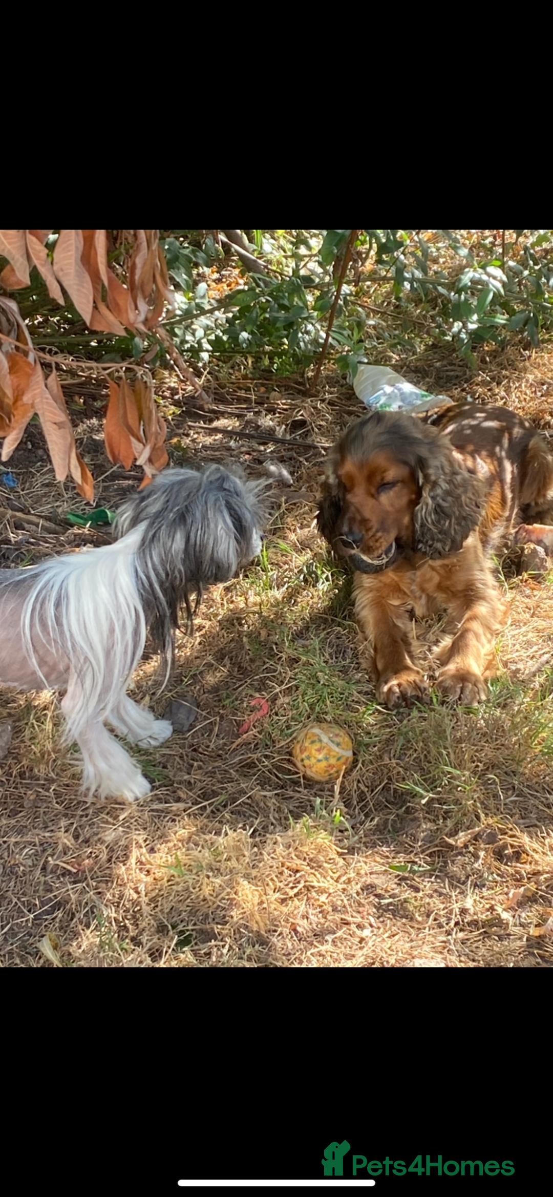Cocker Spaniel dogs for sale: Stunning show cocker  - Image 5
