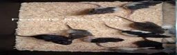 Rat rodents for sale: Baby Dumbo Rat's  - Advert 7