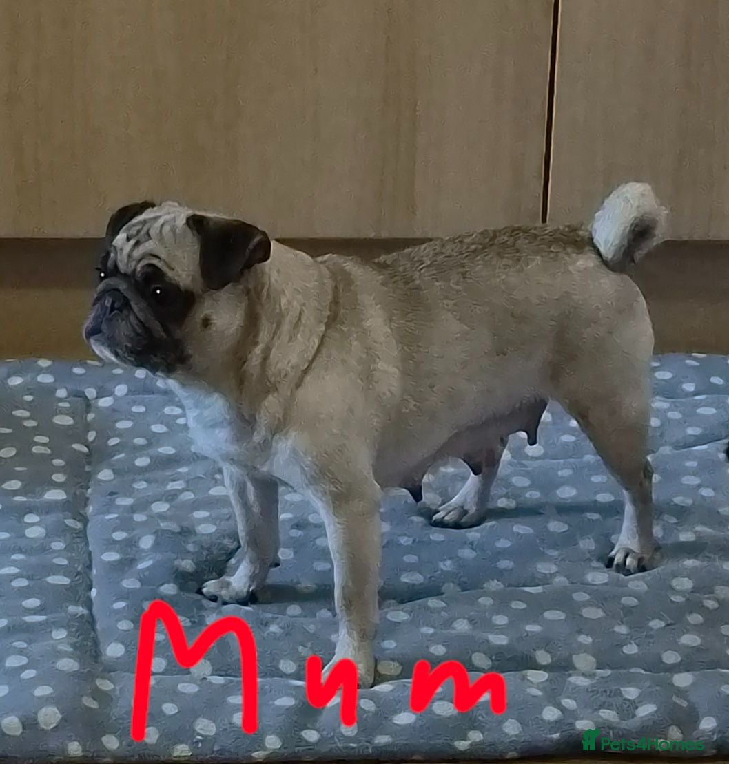 Pug dogs Pugs Puppies for sale - Advert 2