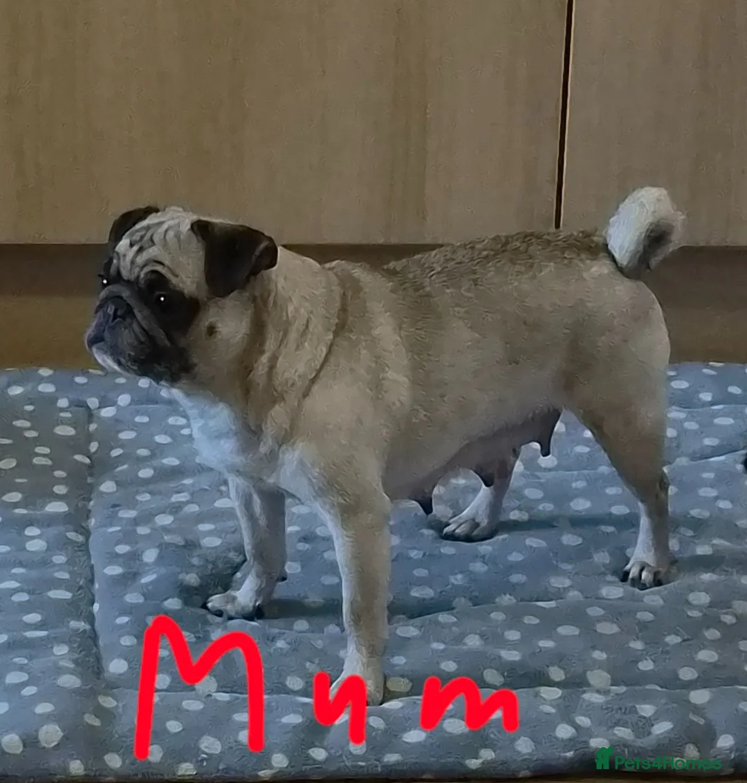 Pug dogs for sale: Pugs Puppies for sale - Advert 1