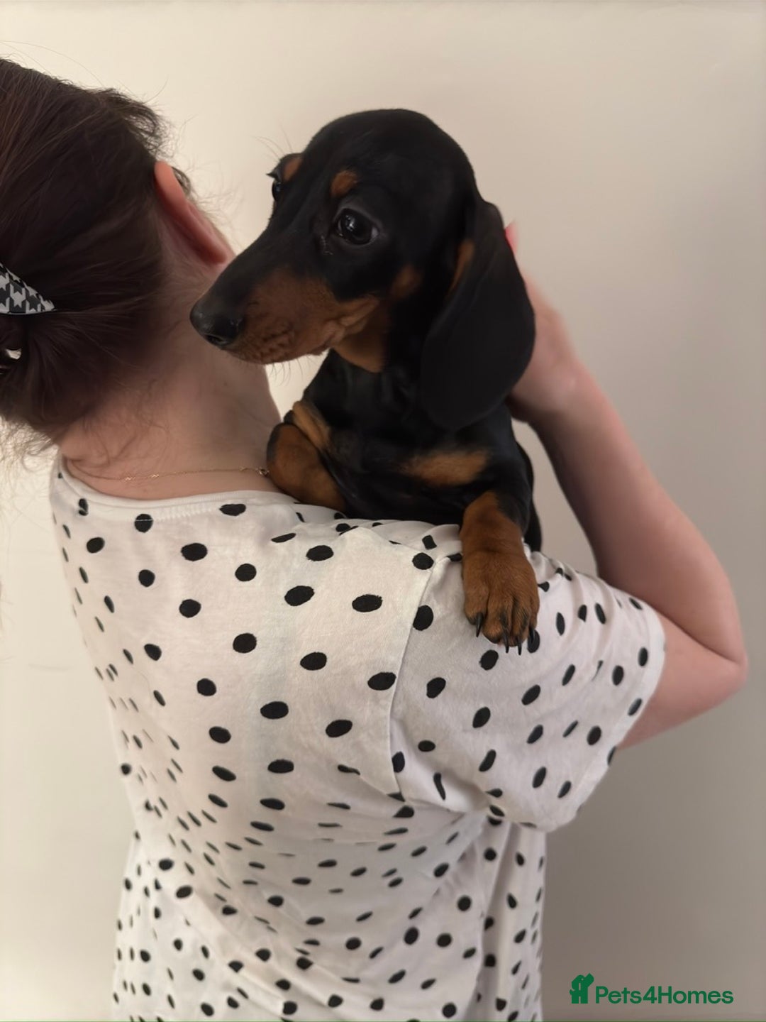 Miniature Dachshund dogs for sale: Black-and-Tan Mini Dachshunds—Homes Needed Urgent - Advert 6