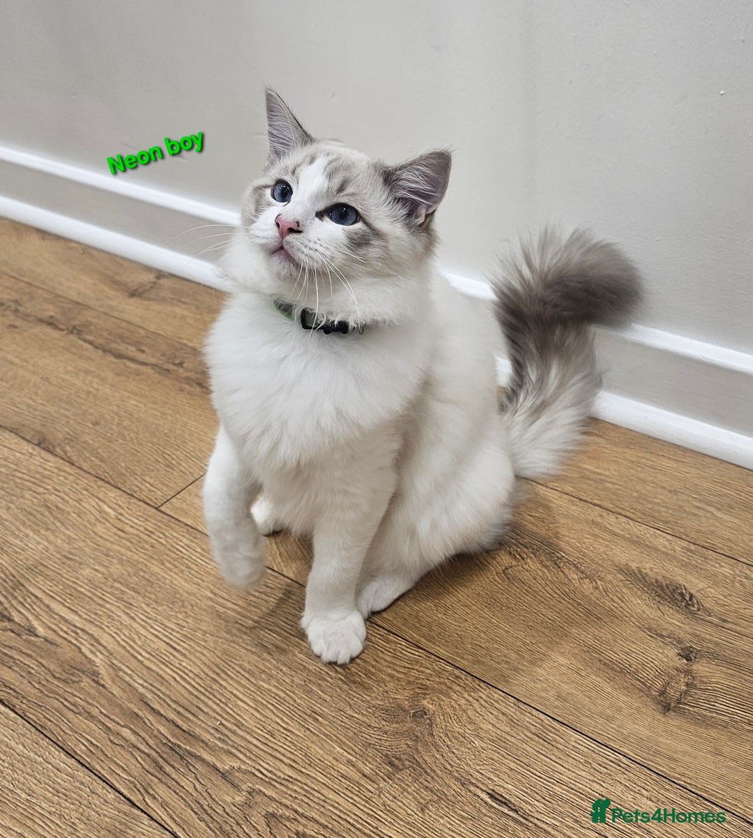 Ragdoll cats for sale: Pedegree Active Gccf 2 boys left  - Advert 28