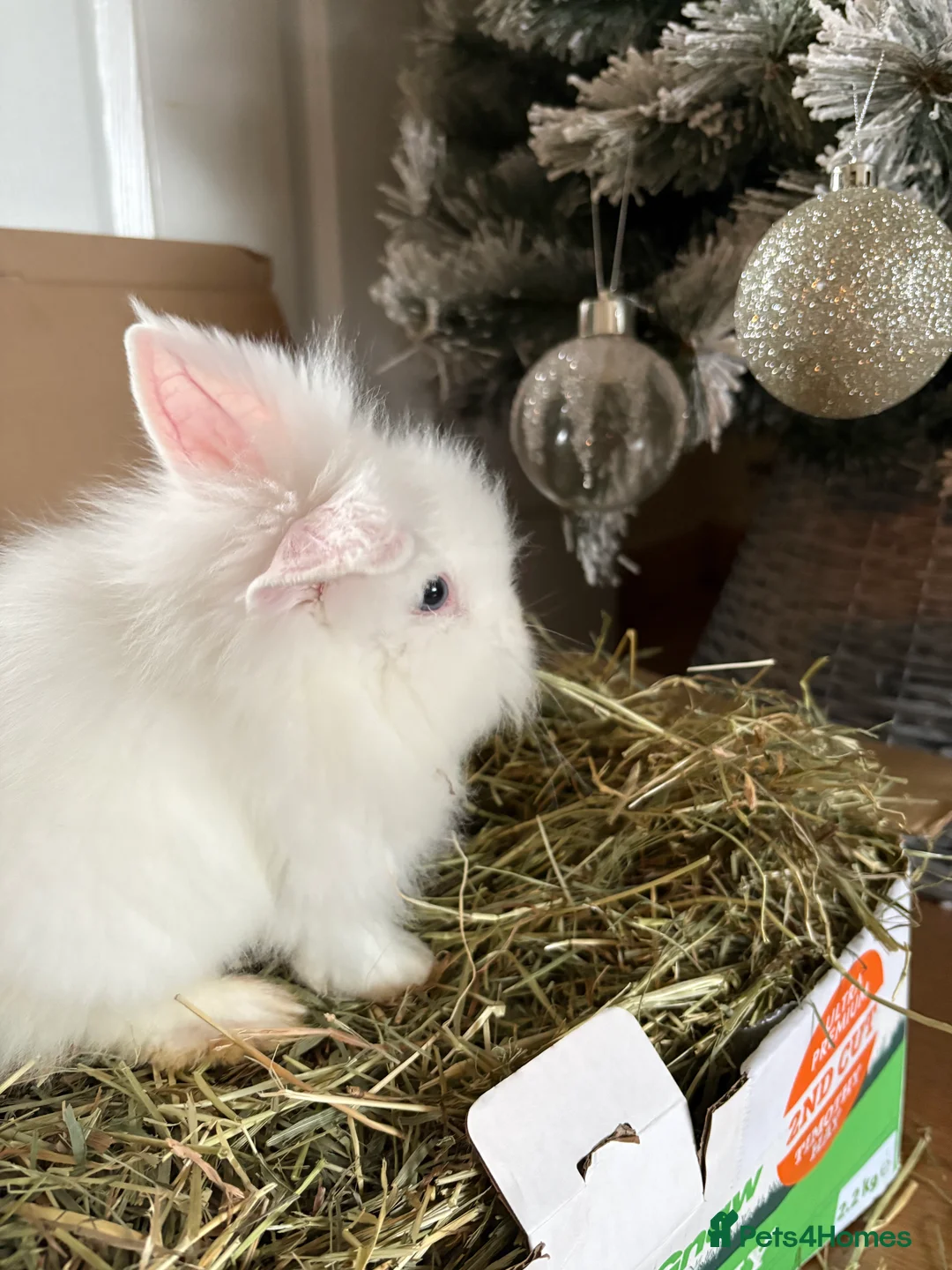 Mini Lion Lop rabbits for sale: Female Mini Lionhead Lop Fluff Balls for Sale - Advert 2