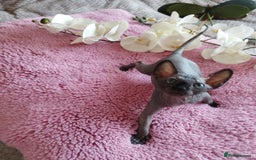 Sphynx cats for sale: Beautiful sphinx kittens - Image 2