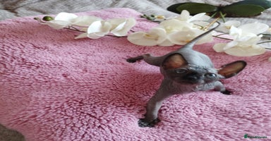 Sphynx cats - Advert 15