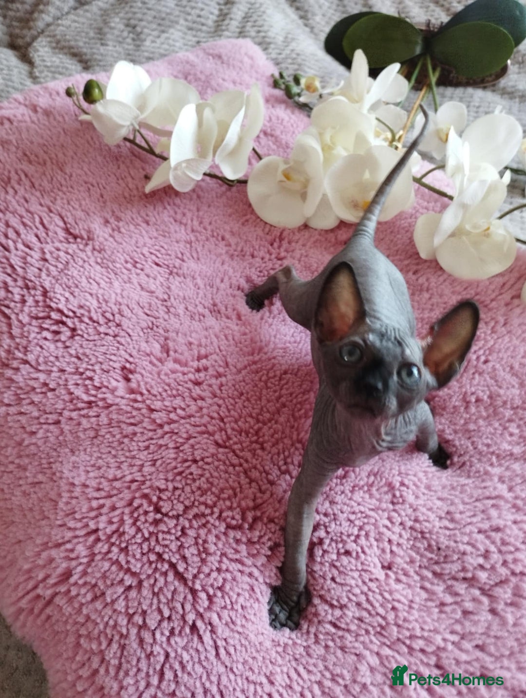 Sphynx cats for sale: Beautiful sphinx kittens - Image 2
