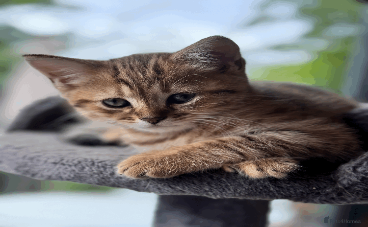British Shorthair cats - Advert 1