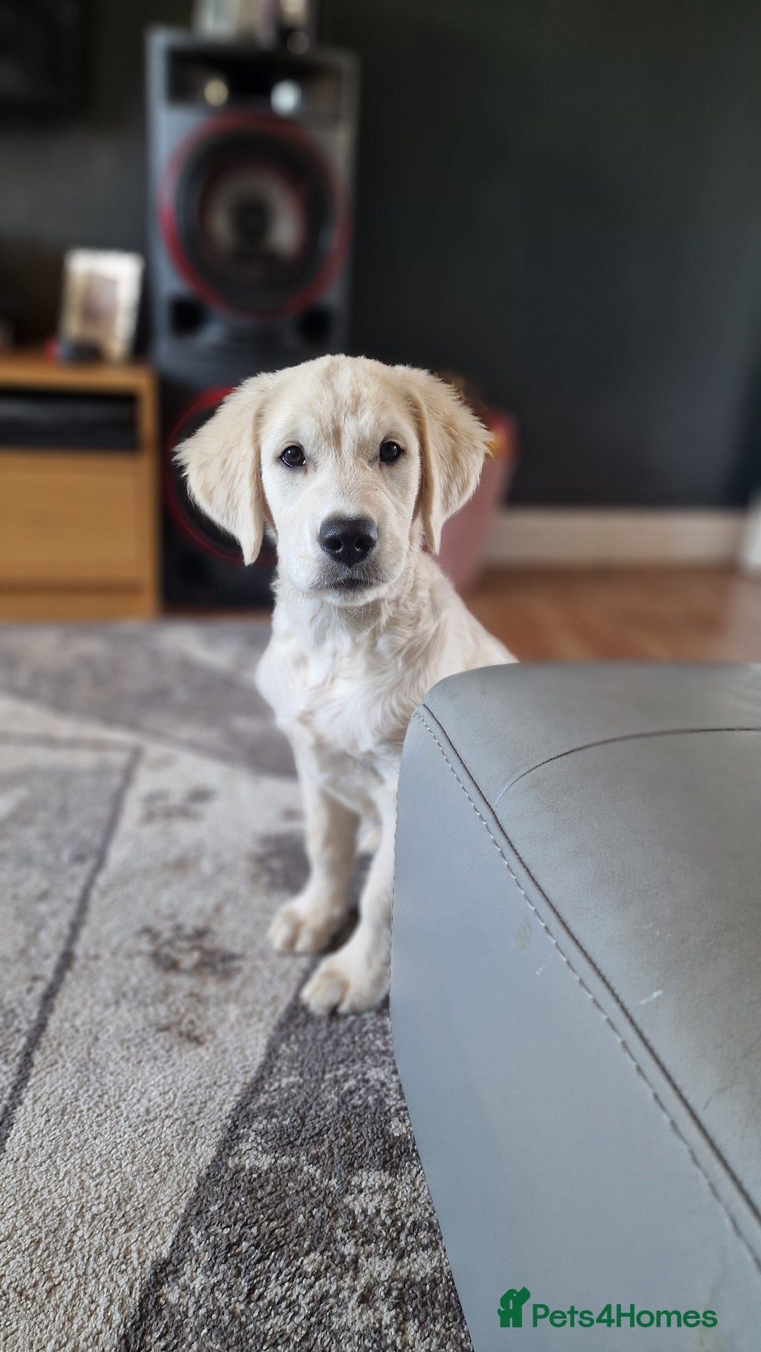 Golden Retriever dogs for sale: Golden Retriever Boy - Advert 1