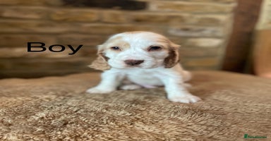 Cocker Spaniel dogs - Advert 4