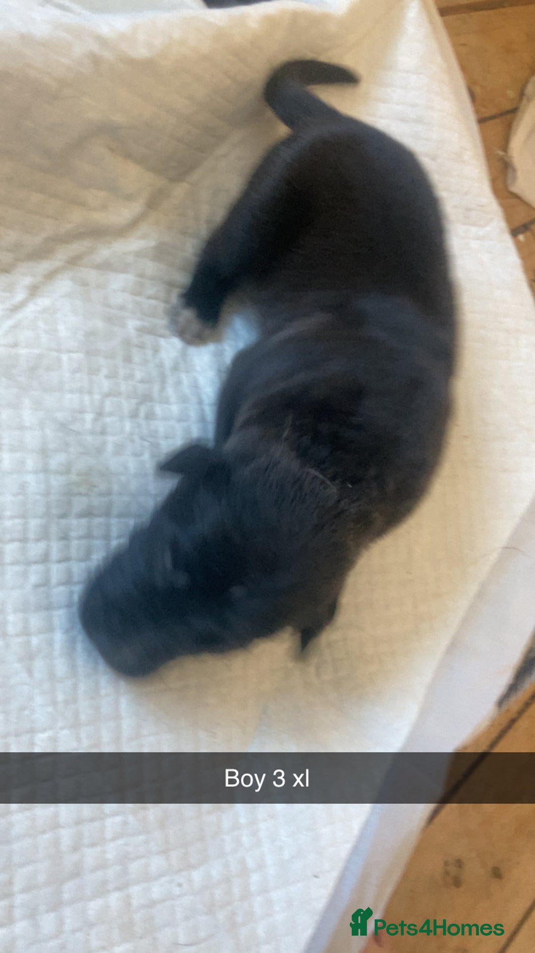 Mixed Breed dogs for sale: PressaXAmerican bull dog  - Image 9