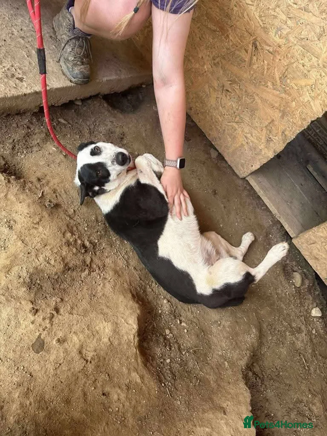 Mixed Breed dogs for adoption: Meet Matilda, currently residing in Cheshire  in Warrington - Advert 12