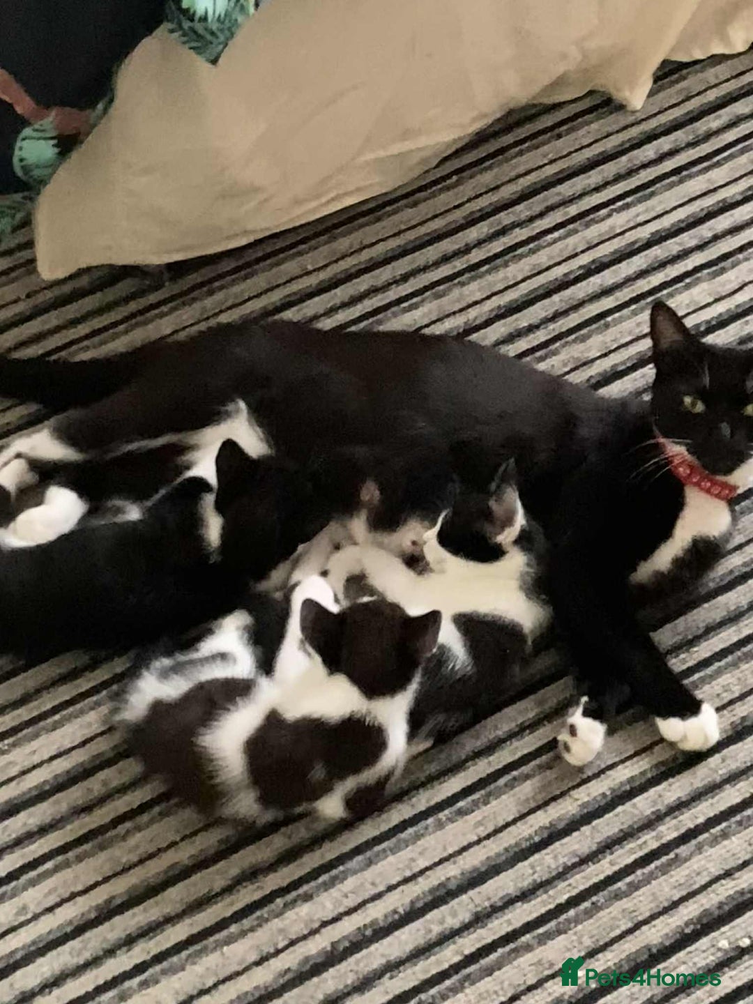 Mixed Breed cats for sale: ⭐ Gorgeous playful kittens ⭐  - Image 5