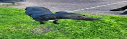 Mixed Breed dogs for sale: Saluki greyhound  - Advert 2