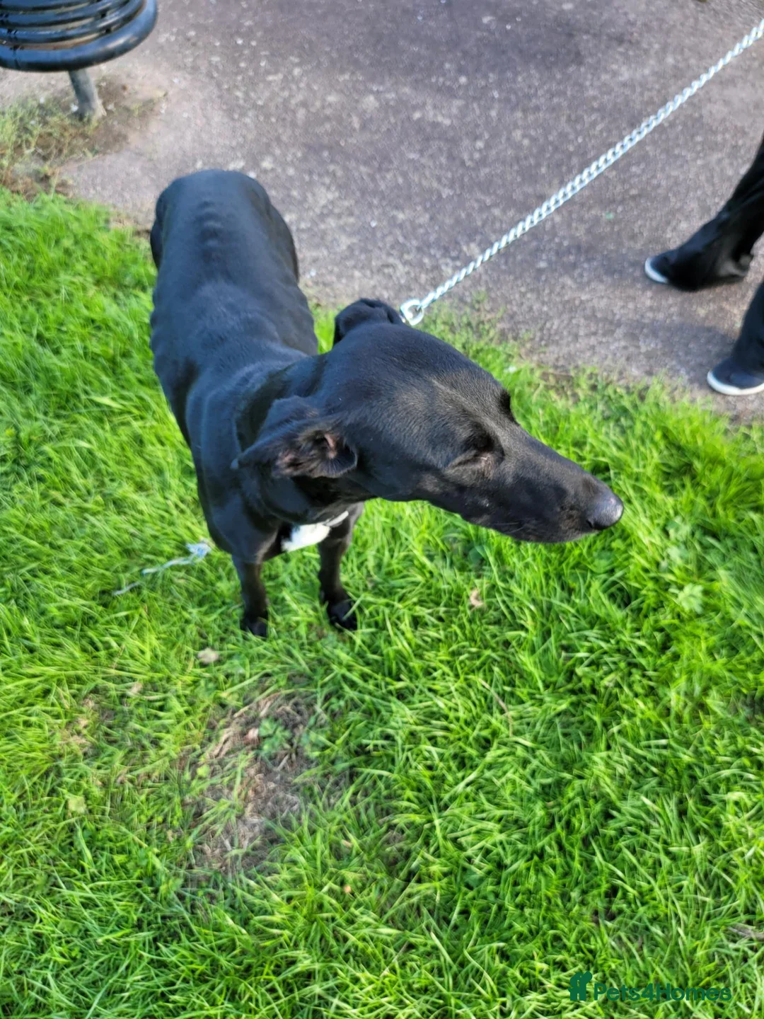 Mixed Breed dogs for sale: Saluki greyhound  - Advert 2