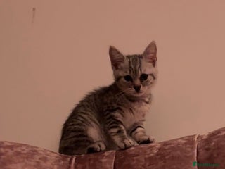 Mixed Breed cats 2-Month-Old Female Kitten – Healthy & Playful - Advert 1