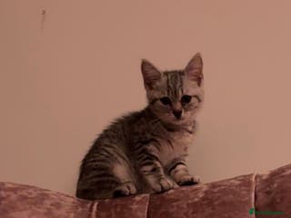 Mixed Breed cats 2-Month-Old Female Kitten – Healthy & Playful - Advert 15