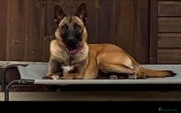 Belgian Shepherd Dog dogs for sale: Last Boy - Image 2