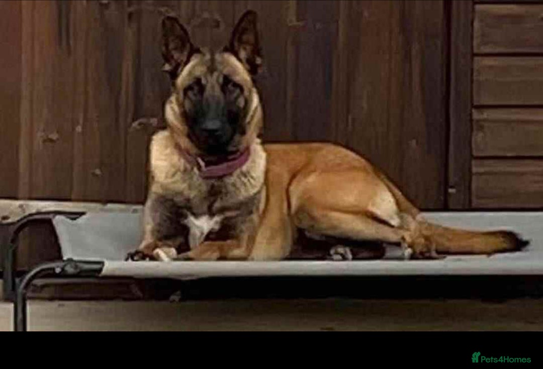 Belgian Shepherd Dog dogs for sale: Last Boy - Image 2