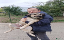 Mixed Breed dogs for adoption: HONEY !  a Lovely 3 LEGGED Boy - for a Loving Home - Image 4