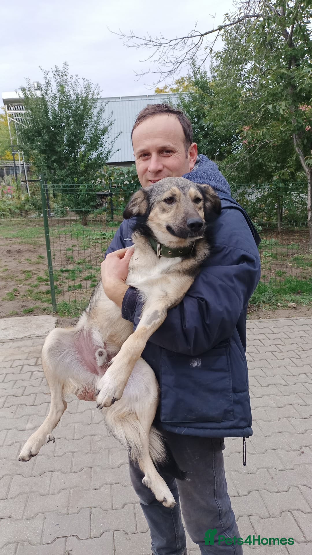 Mixed Breed dogs for adoption: HONEY !  a Lovely 3 LEGGED Boy - for a Loving Home - Advert 4