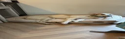 Lurcher dogs for sale: Gorgeous gentle lurcher boy 2 yrs seeking new home - Advert 7
