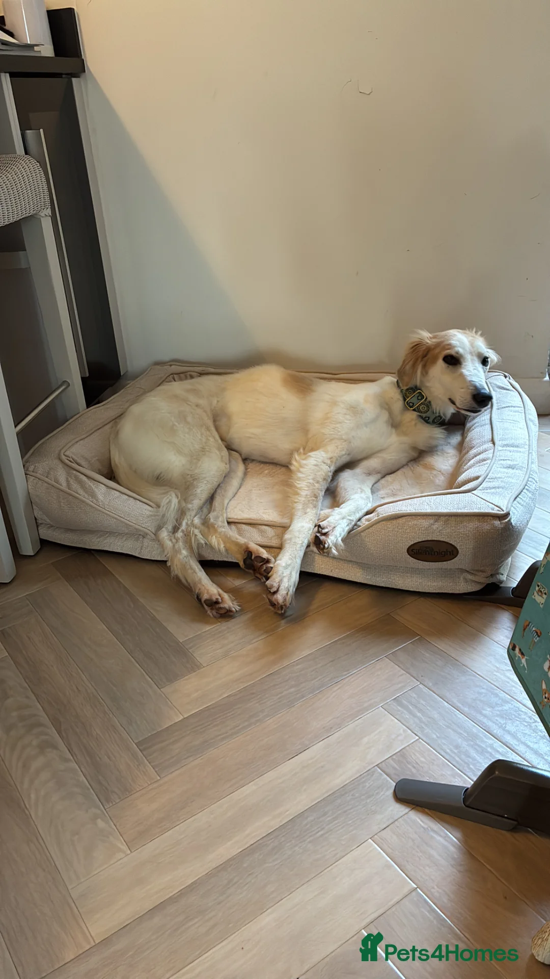 Lurcher dogs for sale: Gorgeous gentle lurcher boy 2 yrs seeking new home - Advert 7