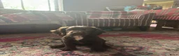 Cocker Spaniel dogs for sale: Beautiful KC registered Working Cocker Spaniel - Advert 9