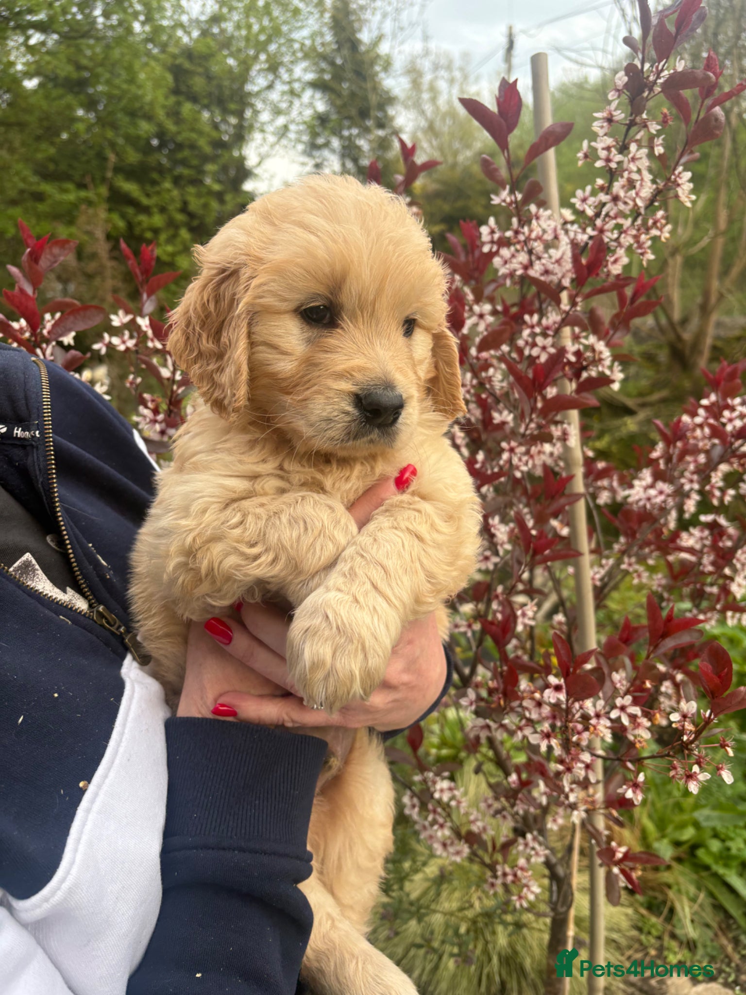 Golden Retriever dogs Beautiful KC registered golden retriever puppies❤️ - Advert 6