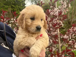 Golden Retriever dogs Beautiful KC registered golden retriever puppies❤️ - Advert 6