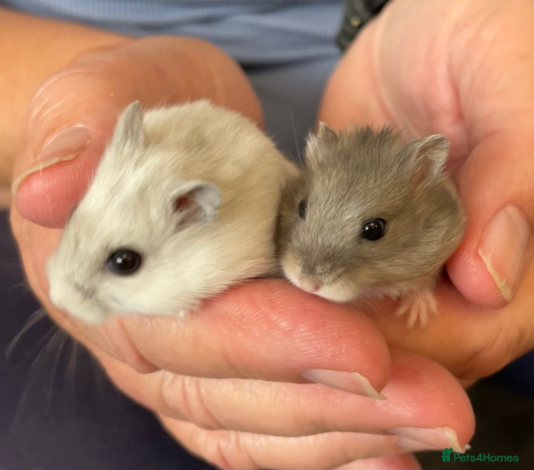 Hamster rodents for sale: Baby Winter White Russians from our show stock  - Image 1