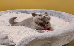 British Shorthair cats for sale: OUTSTANDING🏆PEDIGREE🎖CH SIRED in Dudley - Image 1