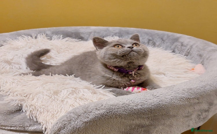 British Shorthair cats in Dudley - Advert 16