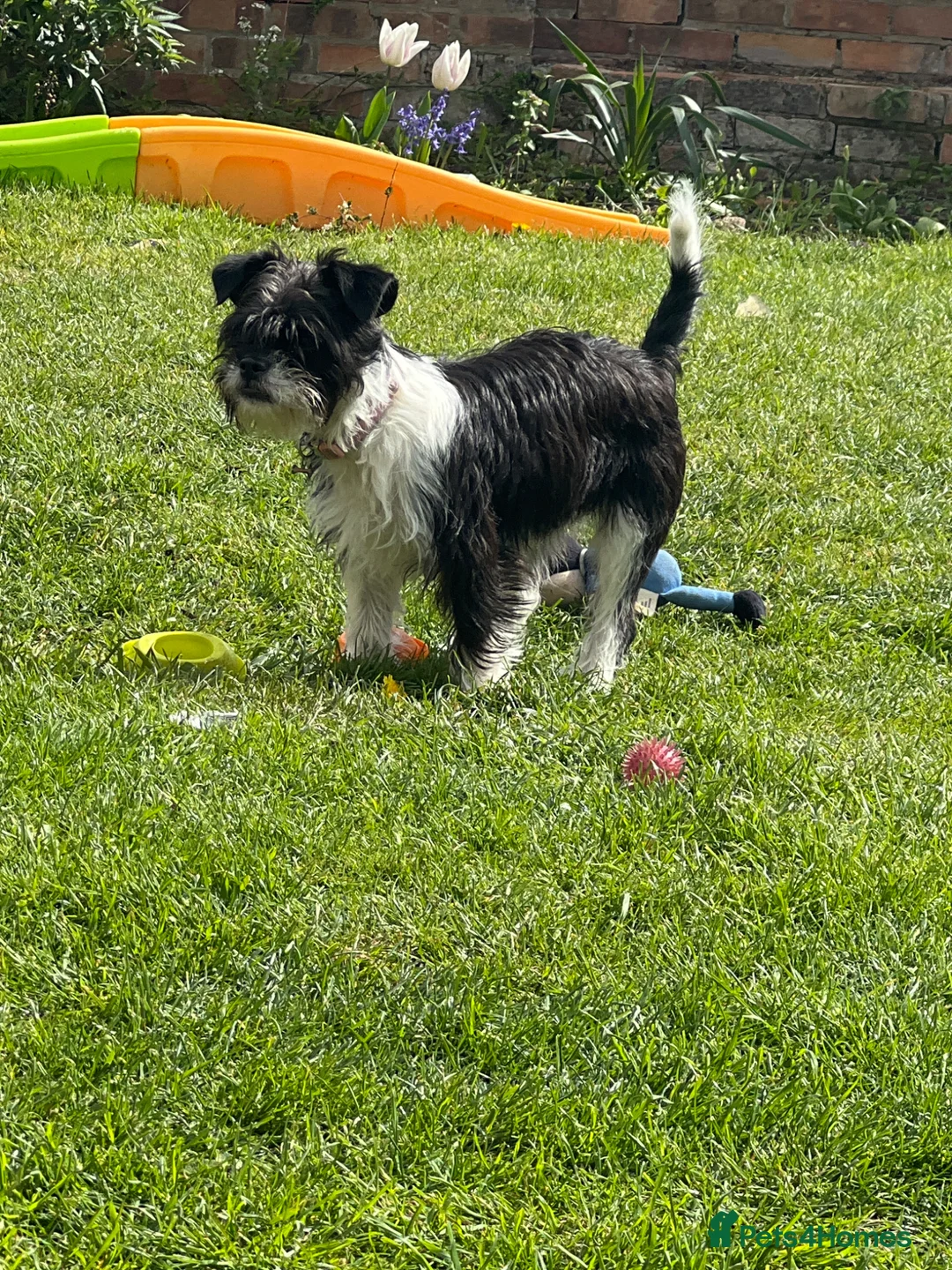 Mixed Breed dogs for sale: 6 month old girl dog.  in Weston-super-Mare - Advert 2