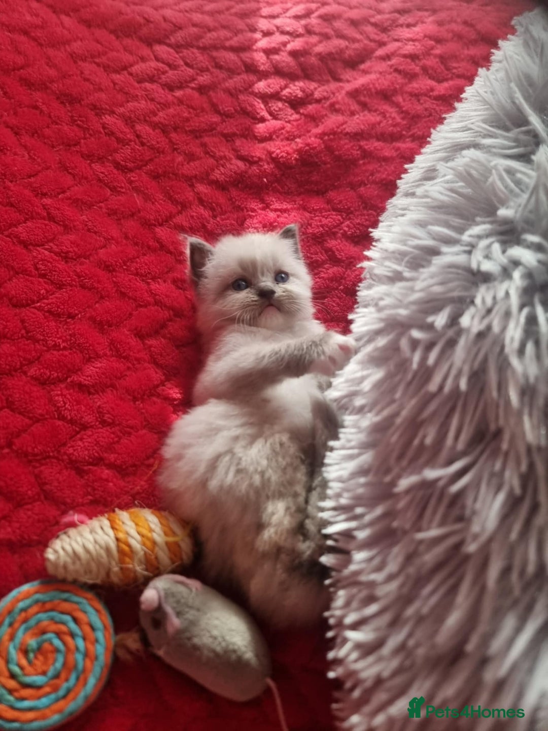 Ragdoll cats for sale: Kitten - Image 18